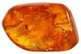 Fossil Fly (Diptera) In Baltic Amber #183603-1